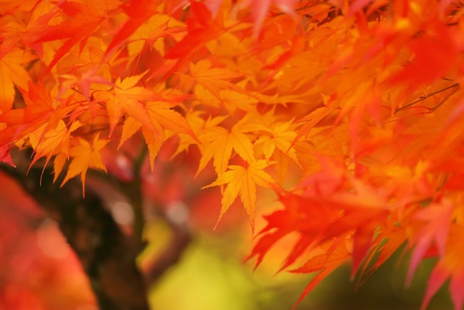 autumn-leaves_00025